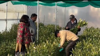 अब धरातल पर खिलता नज़र आ रहा धामी सरकार का आत्मनिर्भर उत्तराखंड का सपना , पौड़ी की मातृशक्ति ने लिलियम की खुशबू से गढ़ी नई पहचान