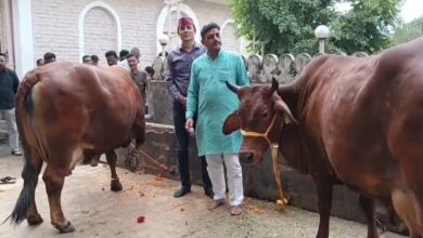 पुंडीर परिवार के लिए गाय आर्थिक लाभ का नहीं, सेवा का है माध्यम ,कई सालों से बिना दूध देने वाली गाय को भी दे रहे संरक्षण