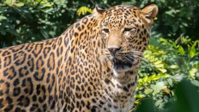 बुजुर्ग महिला की मौत का मामला- गुलदार को आदमखोर घोषित कर मार गिराने की मांग पर अड़े ग्रामीण