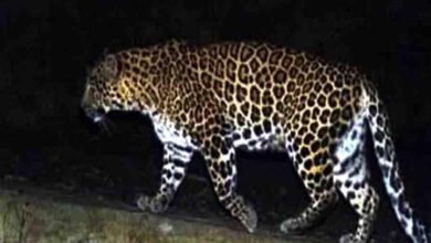 बड़ी खबर – पौड़ी  जनपद के गजेल्ड गांव में  नर-भक्षी गुलदार किया ढेर , ग्रामीणों को मिली राहत, सीएम धामी ने दिलाया सुरक्षा का पूरा भरोसा