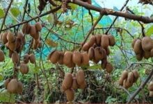 पहाड़ में लौटती उम्मीद: आधुनिक कृषि से बागेश्वर में रुक रहा पलायन – रिवर्स माइग्रेशन और आधुनिक कृषि से बदल रही उत्तराखंड के सुदूर जनपद की तस्वीर