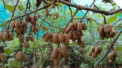 पहाड़ में लौटती उम्मीद: आधुनिक कृषि से बागेश्वर में रुक रहा पलायन – रिवर्स माइग्रेशन और आधुनिक कृषि से बदल रही उत्तराखंड के सुदूर जनपद की तस्वीर