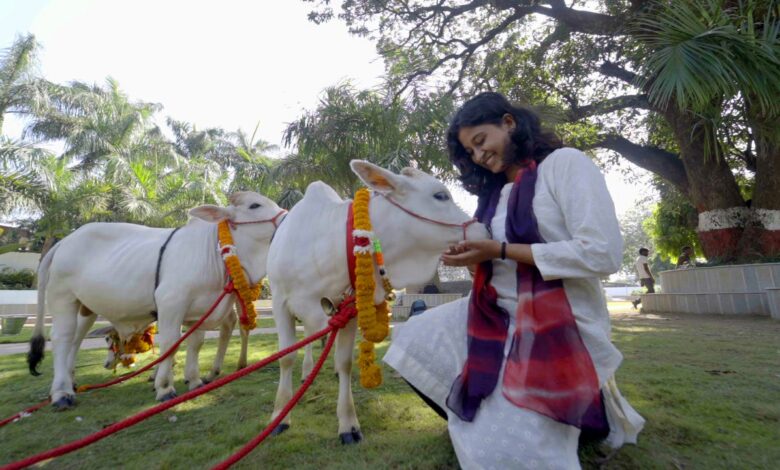 श्री गुरु राम राय विश्वविद्यालय में पहुंची दुनिया की सबसे छोटी नस्ल की नैनो गाय, देहरादून में पहली बार नैनो गाय को देखकर खिले पशु प्रेमियों के चेहरे श्री गुरु राम राय विश्वविद्यालय में पहुंची दुनिया की सबसे छोटी नस्ल की नैनो गाय, देहरादून में पहली बार नैनो गाय को देखकर खिले पशु प्रेमियों के चेहरे
